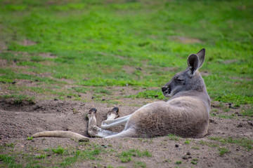 Relaxing red kangaroo (Macropus rufus) - the largest of all kangaroos