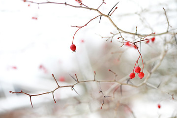 Winter landscape of country fields and roads