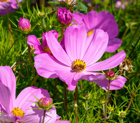 flowers in the garden