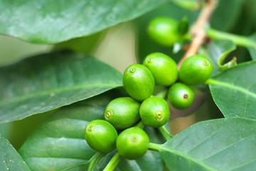 Green coffee beans on the tree, macro. Branch of Coffea arabica