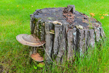 Fototapeta na wymiar stump in the forest