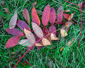 fall