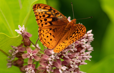 Atlantis Fritillary