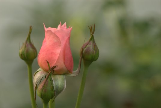 Rosa y botones