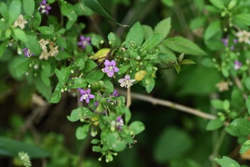 Fototapeta premium Chinese desert-thorn (Licium chinens) is a medicinal plant with light purple flowers blooming in autumn and is also used for fruit wine.