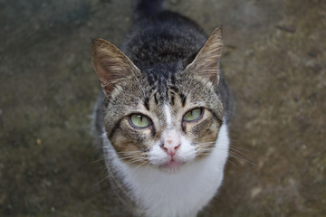 Obraz premium closeup portrait of a cat