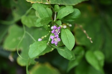 Chinese desert-thorn (Licium chinens) is a medicinal plant with light purple flowers blooming in autumn and is also used for fruit wine.