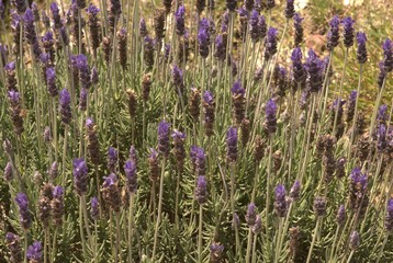 Obraz premium Flores lavanda