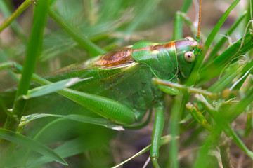Big green Grasshopper in the green Grass, macro View