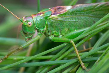 Big green Grasshopper in the green Grass, macro View