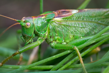 Big green Grasshopper in the green Grass, macro View