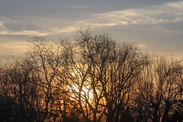 Obraz premium Forest Sunset