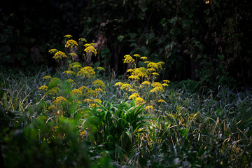 Garden Flower Yellow Forest Plant