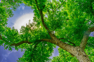tree in forest