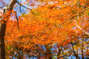 Autumn and foliage. Red maple leaves as background