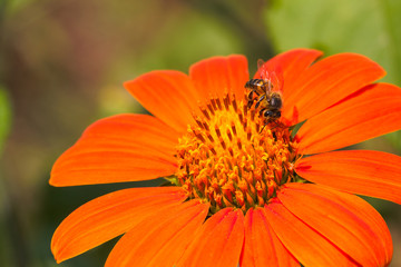 African Honey Bee On A Red Sunflower (Apis mellifera scutellata), Pretoria, South Africa