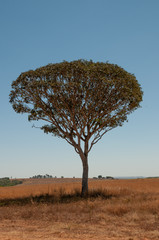 Exotic tree in Brazil