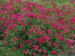 background of red roses