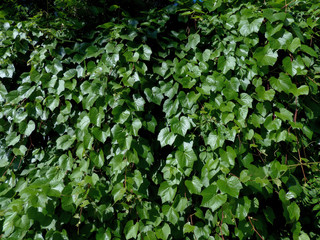 background of green leaves