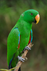 Male Eclectus Branch