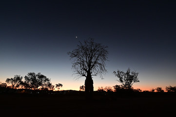 Obraz na płótnie Canvas Sunset over a Boab tree silhouette Kimberley Western Australia