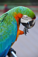 Green & Orange Macaw