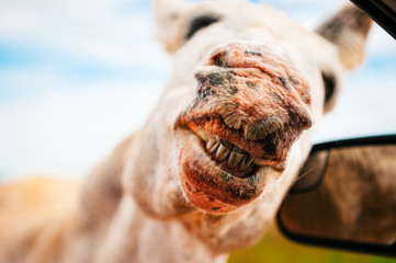Burro Breath