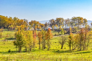 Trees with autumn foliage in a mountain valley