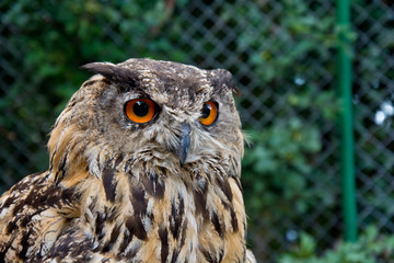 Birds of prey.