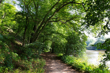 Fototapeta na wymiar Beautiful solitude path with old big Trees about River Sazava in Central Czech