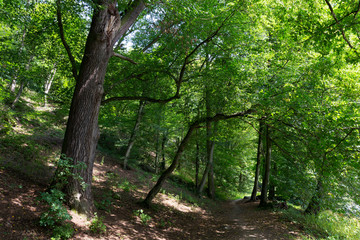 Naklejka premium Beautiful solitude path with old big Trees about River Sazava in Central Czech