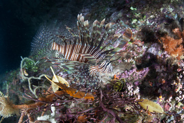 Naklejka na ściany i meble A Lionfish, Pterois volitans, hunts for prey on a reef growing amid the remote, tropical islands of Raja Ampat, Indonesia. This equatorial region is possibly the center for marine biodiversity.