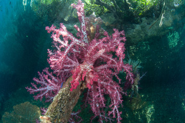 Colorful soft corals colonize a submerged tree branch amid the remote, tropical islands of Raja Ampat, Indonesia. This equatorial region is possibly the center for marine biodiversity.