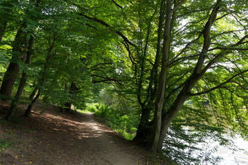 Obraz premium Beautiful solitude path with old big Trees about River Sazava in Central Czech