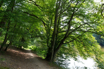 Beautiful solitude path with old big Trees about River Sazava in Central Czech