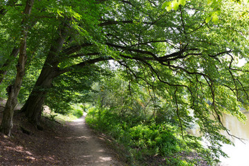 Beautiful solitude path with old big Trees about River Sazava in Central Czech