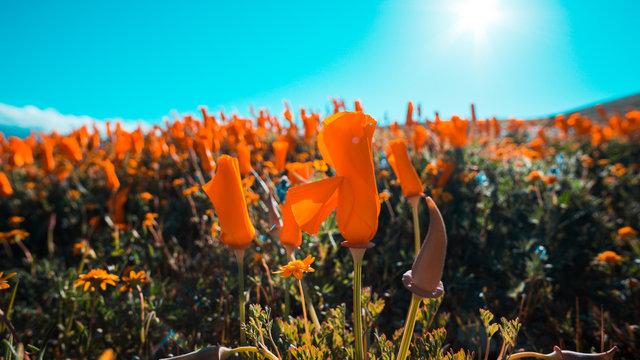 Bright orange California Pobby (Eschscholzia) in the Antelope Valley, California, USA