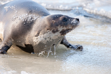 An adult harp seal or saddleback seal on a pan of ice covered in water and snow. The seal has a grey skin or coat of fur with brown spots, flippers, large belly, dark eyes and claws that move it.