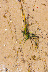 seaweed on sand