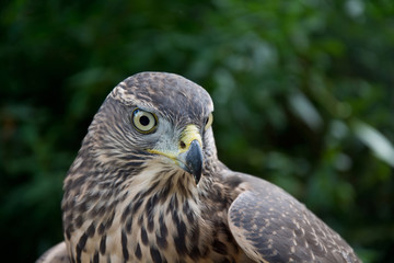 Hawk portrait.