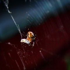 spider on web