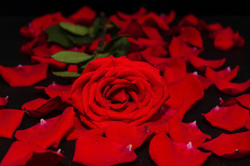 Naklejka premium Red rose lies against the background of petals