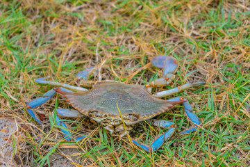 crab