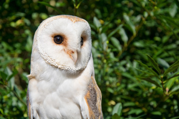 Barn owl portrait.