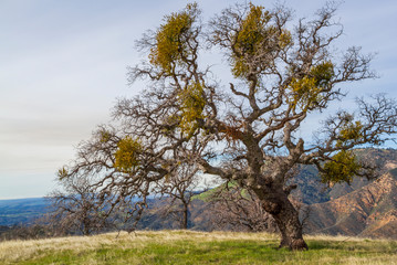Old Oak tree standing  in a field of grass
