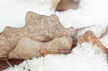 Close up of pale oak leaf in melting snow.Frozen autumn leaves on snow with ice crystals/Autumn oak leaves on snow