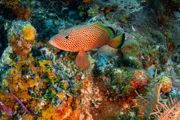 A Red Hind grouper guards his territory in the beautiful clear waters of the Turks and Caicos islands. 