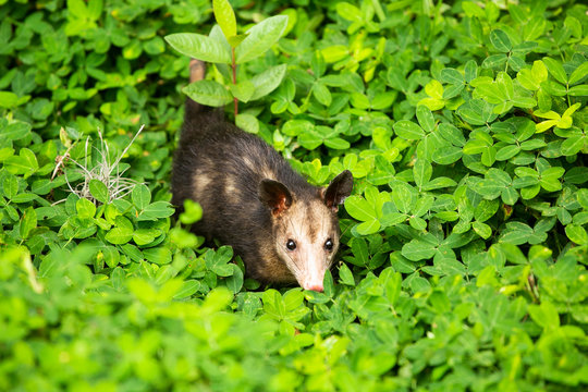 marsupial mammal opossum - Didelphis marsupialis