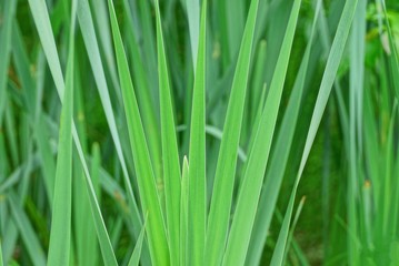 Natural green background  of long leaves of ornamental plants
