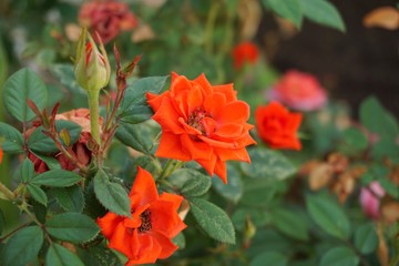 red flowers in garden